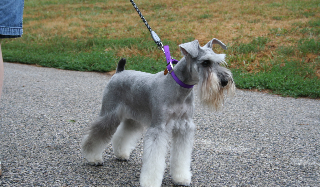 Шнауцер на прогулке