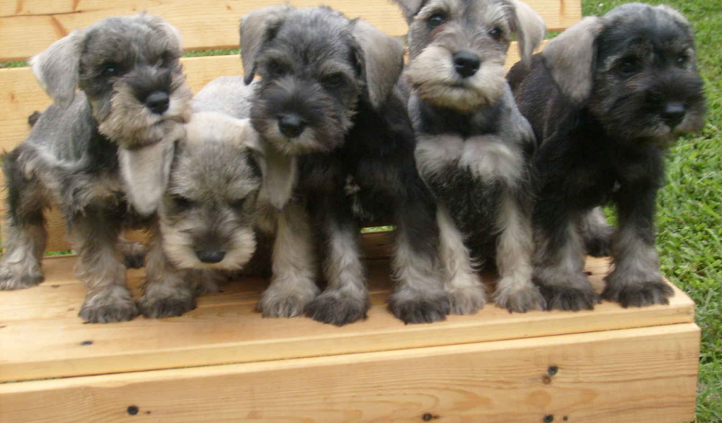 Щенки шнауцера на лавке