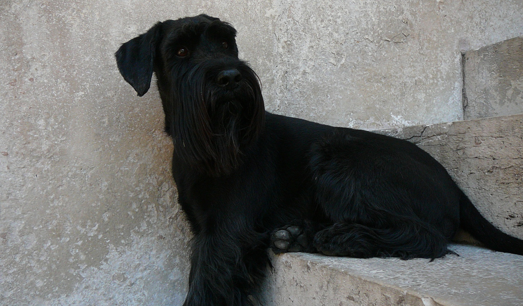 Шнауцер сидит на ступеньках