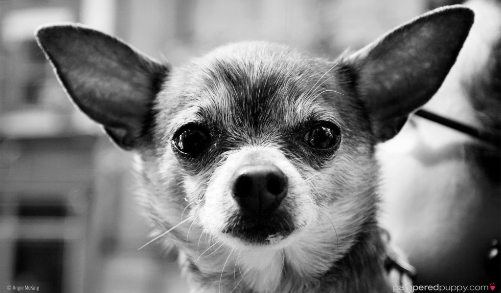 Серьезный взгляд чихуахуа