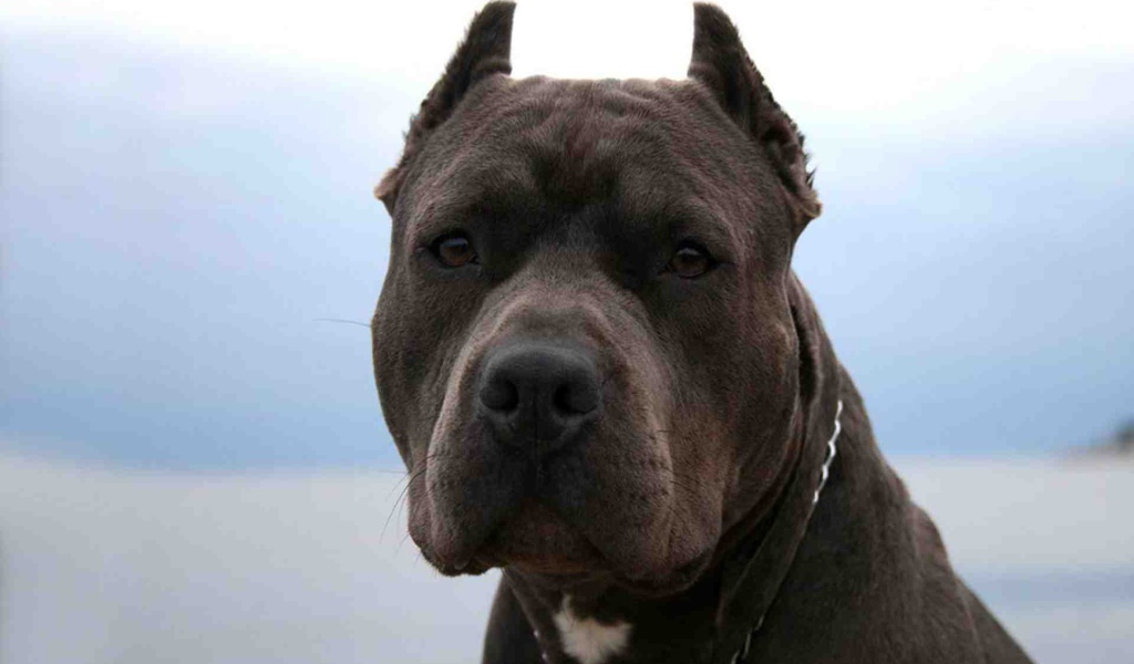 Серьезный взгляд питбуля