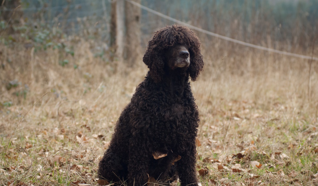 Лохматый ирландский водяной спаниель