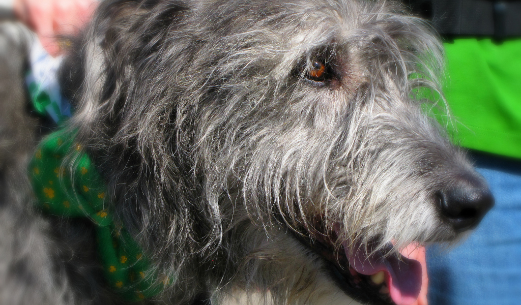 Лохматый ирландский волкодав