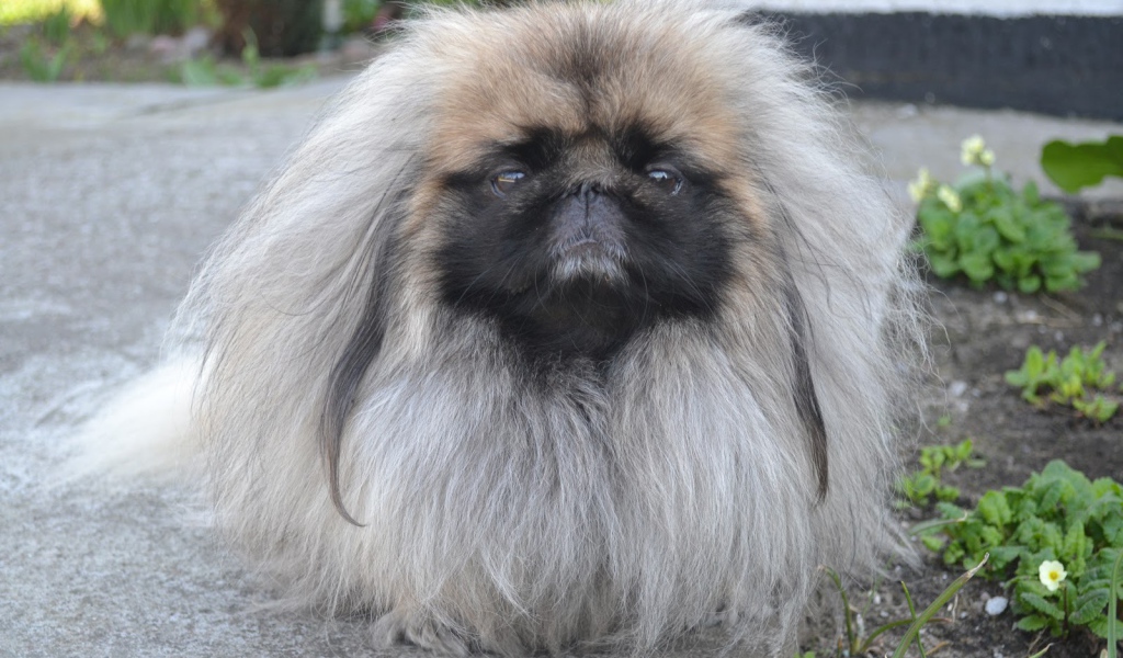 Лохматый пекинес на прогулке