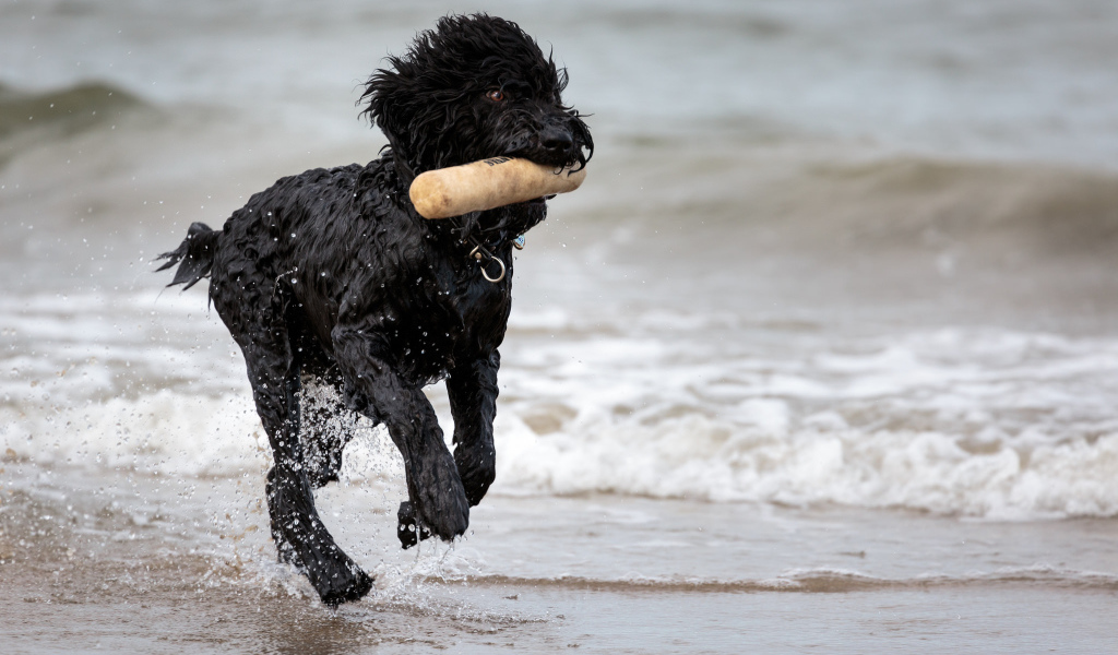 Лохматый барбет на пляже