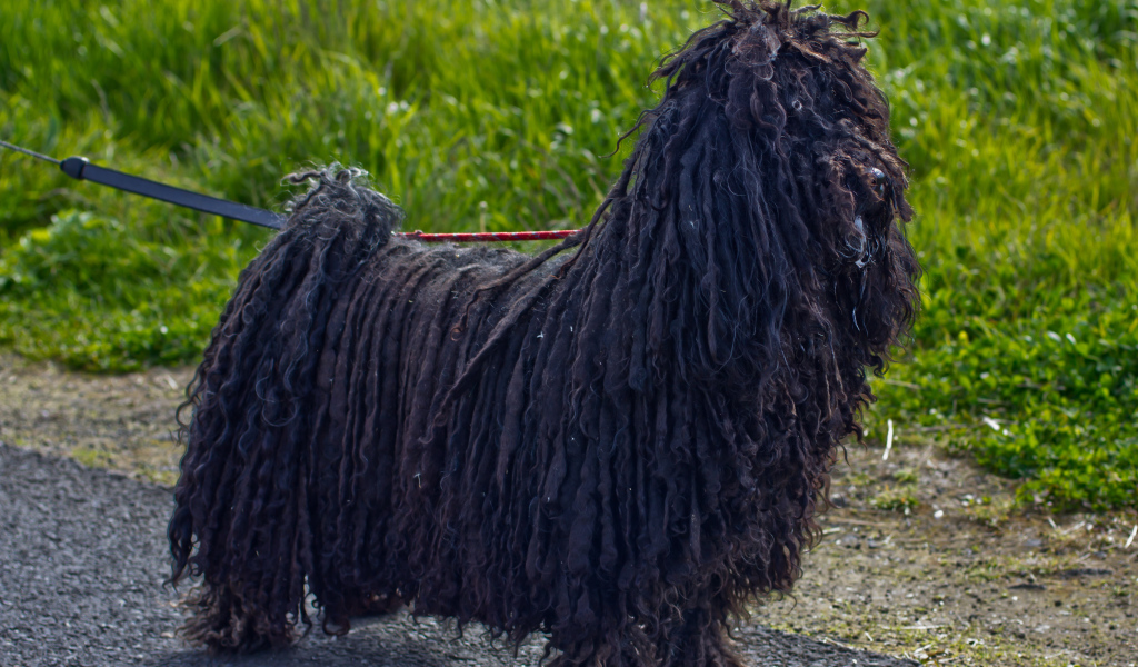 Лохматый черный комондор