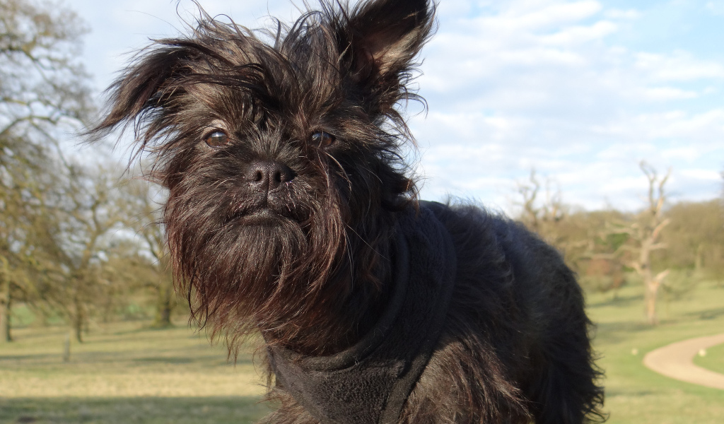 Лохматый пес аффенпинчер