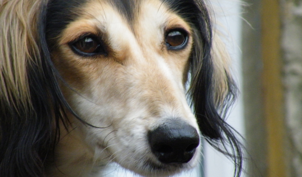 Лохматая собака салюки