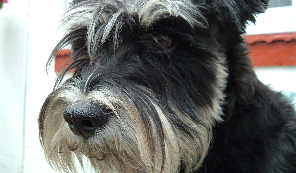 Лохматый пес шнауцер