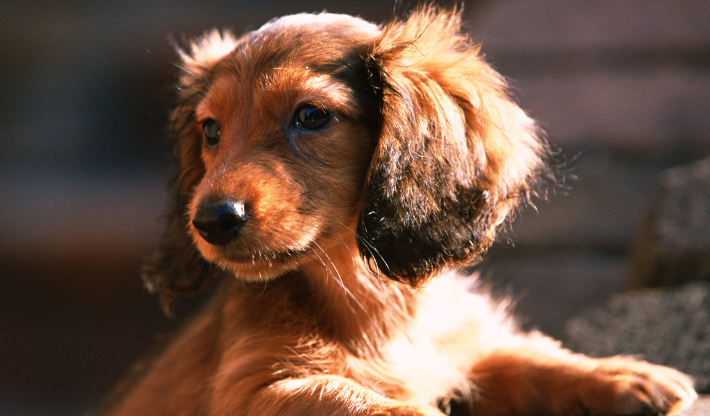 Лохматый щенок таксы