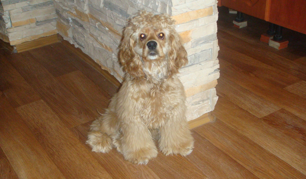 Лохматый спаниель в доме