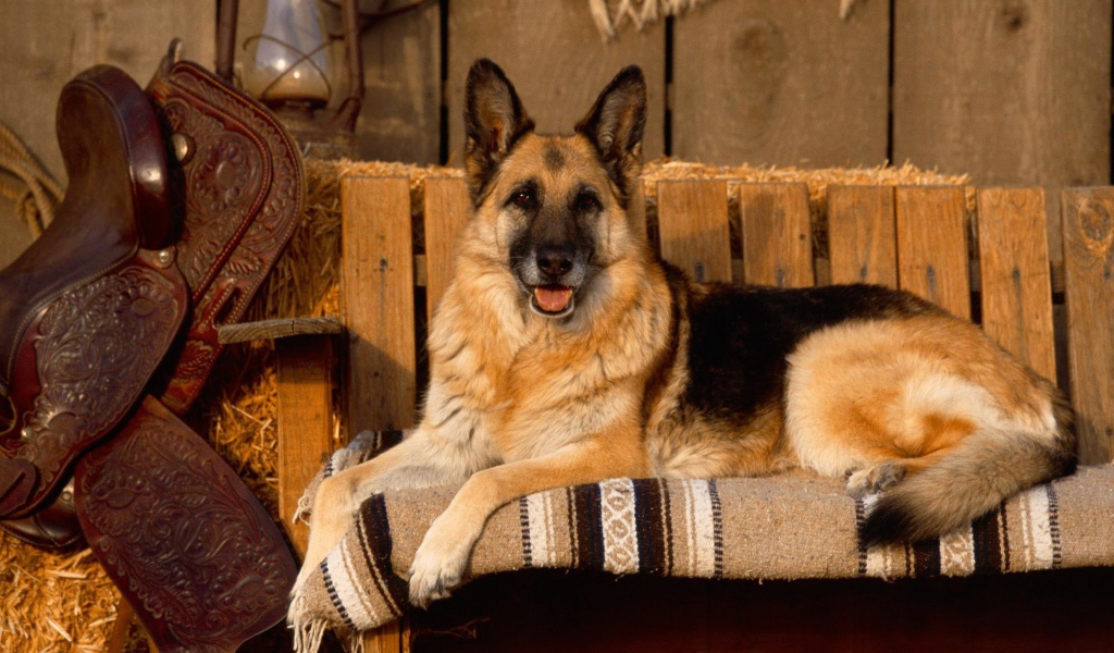 Овчарка позирует