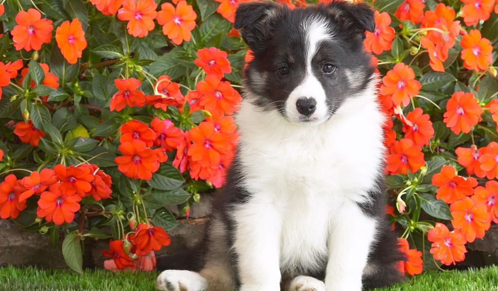 Шотландской овчарки щенок