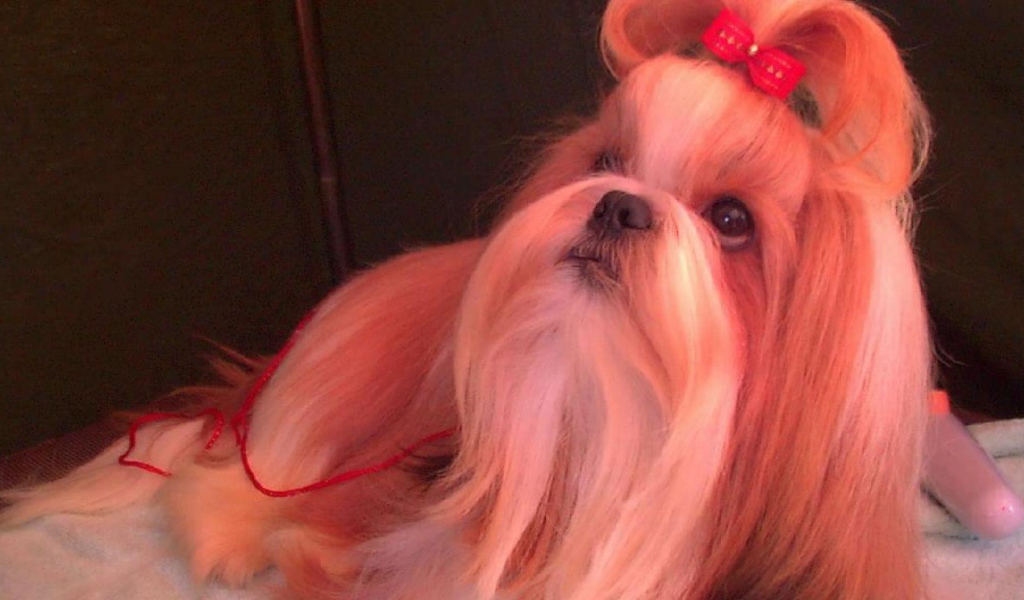 Собака шитцу с бантом