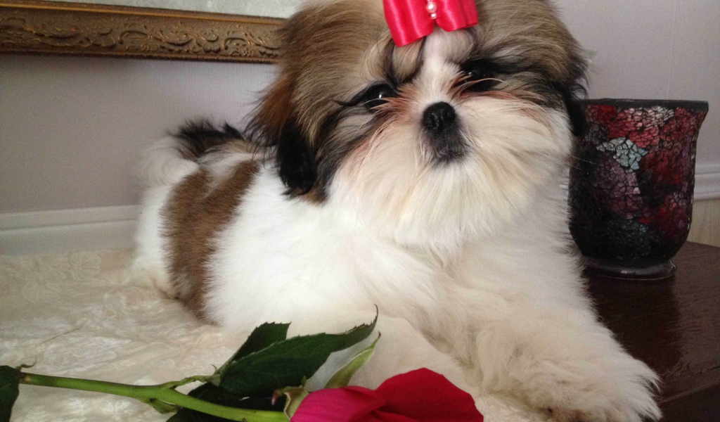 Собака шитцу с розой