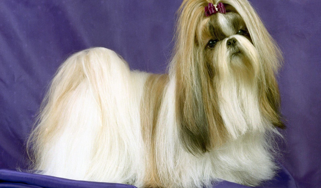 Собака шитцу на синем фоне