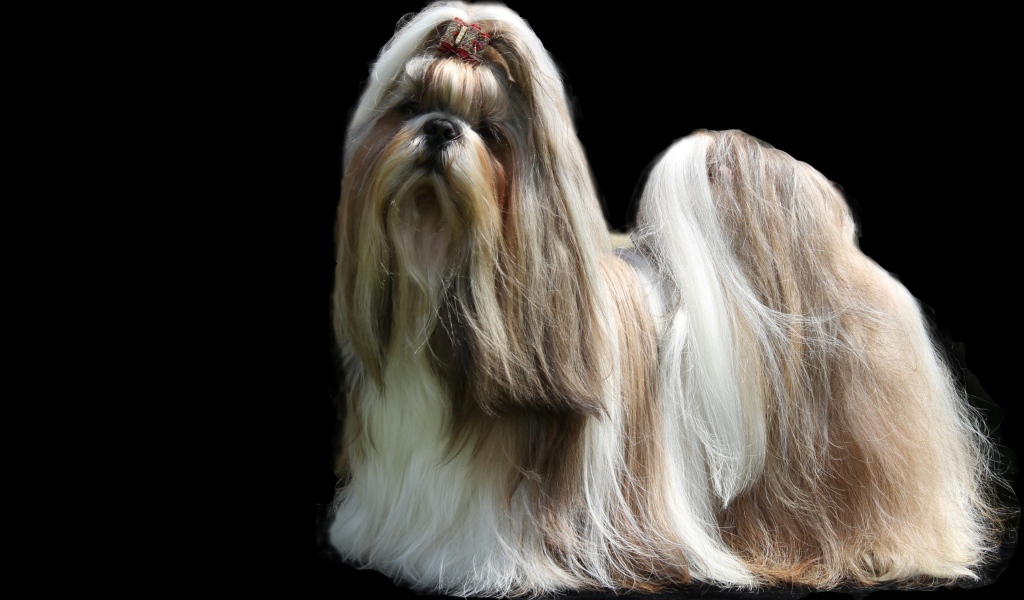 Собака шитцу с длинной шерстью