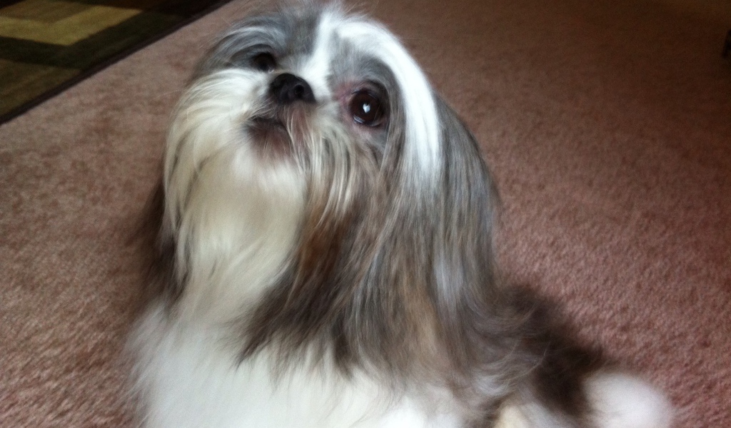 Шитцу смотрит вверх