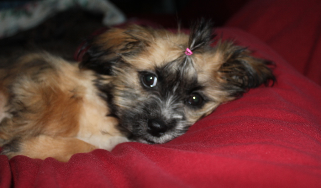 Шитцу лежит на перине