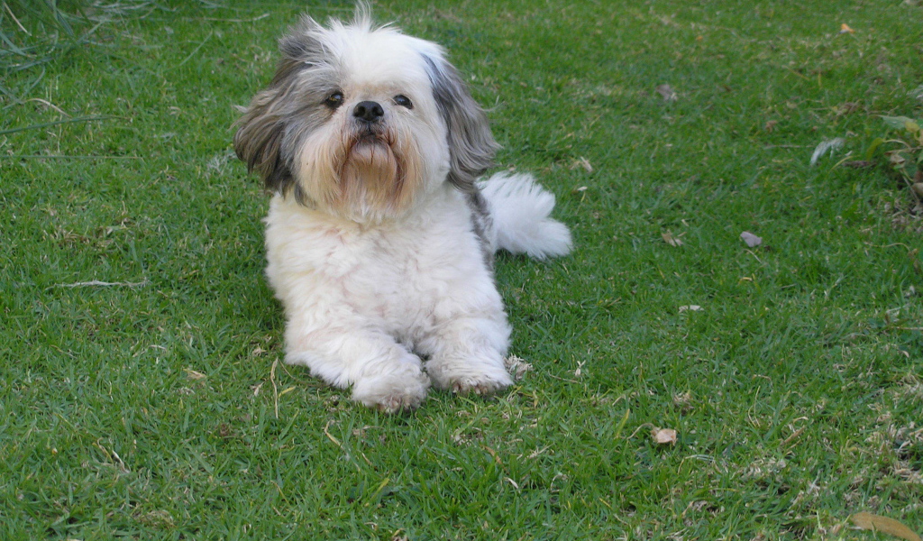 Шитцу лежит на траве