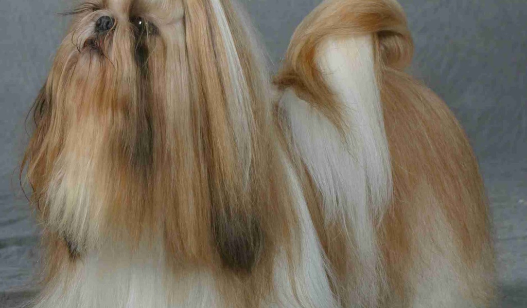 Шитцу на поводке