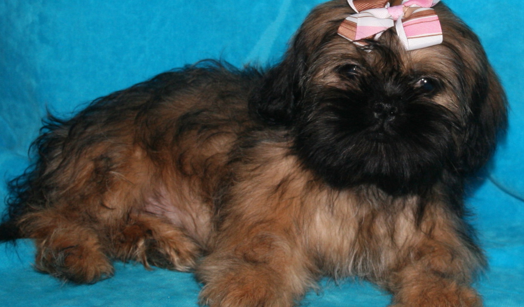 Щенок шитцу на голубом фоне