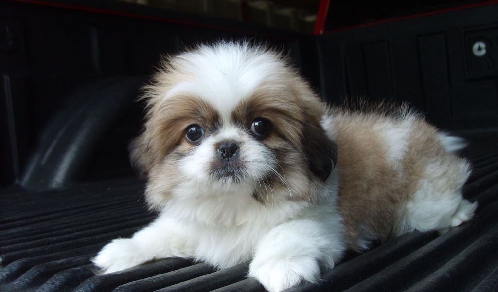 Щенок шитцу на коврике