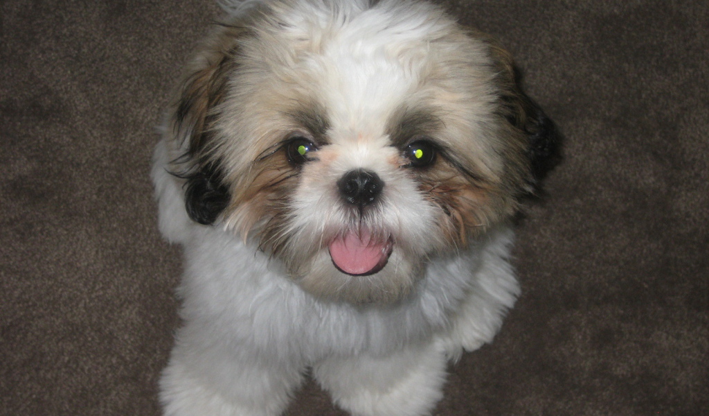 Шитцу с горящими глазами