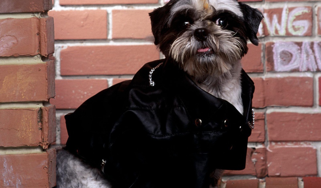 Собака шитцу гангстер