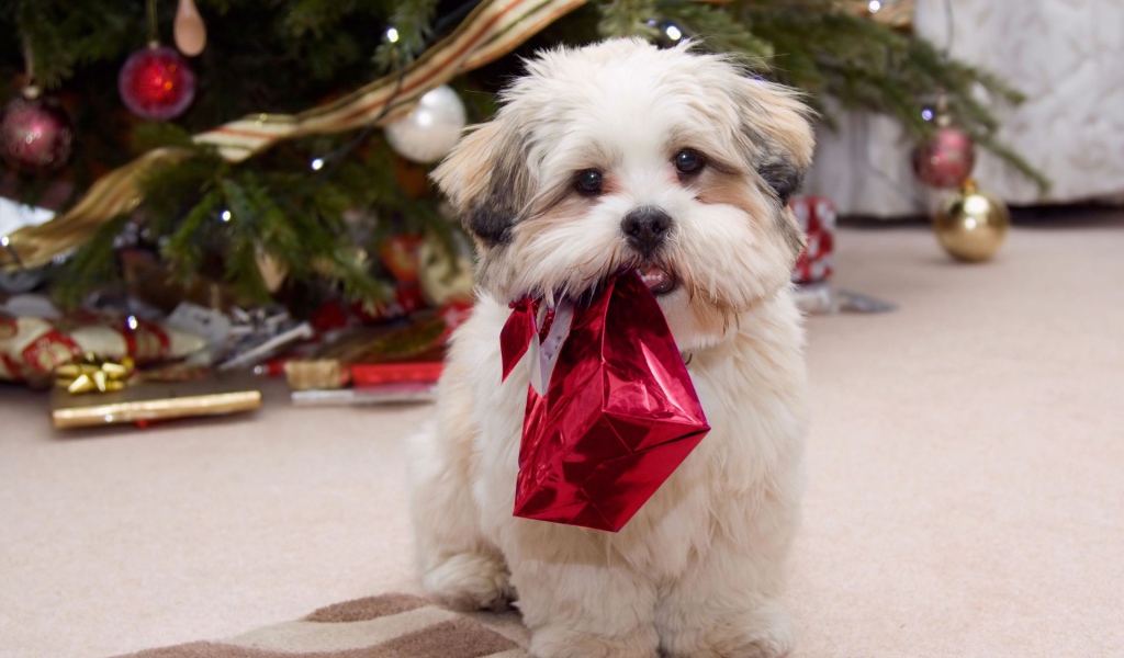 Shih tzu puppy for Christmas