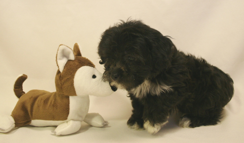 Shih tzu puppy with a toy
