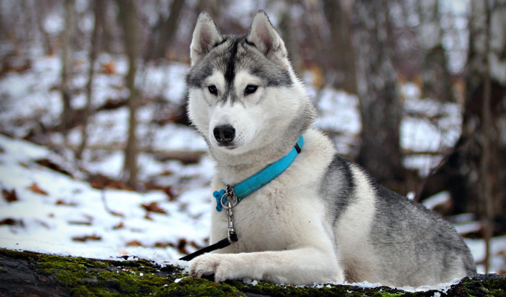 Сибирская лайка в ошейнике