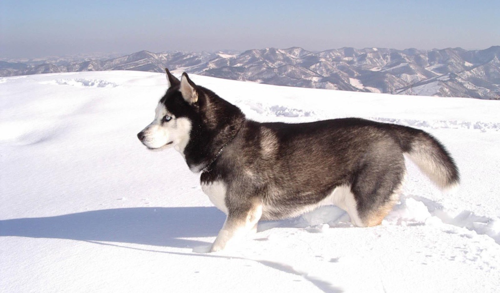 Siberian husky in the snow