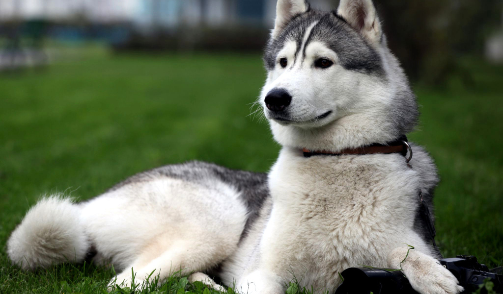 Сибирская лайка позирует