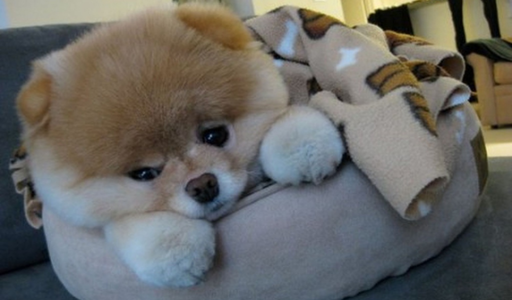 Маленький шпиц отдыхает