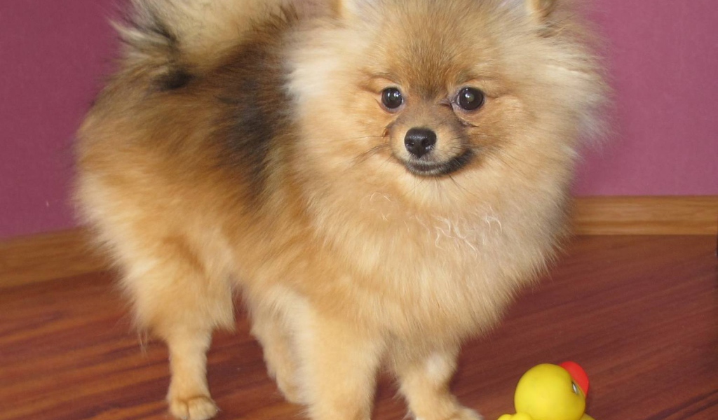 Маленький шпиц с игрушкой