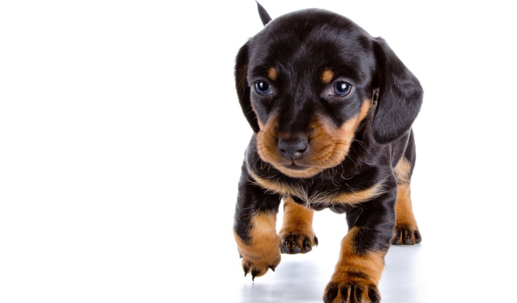 Маленький щенок таксы