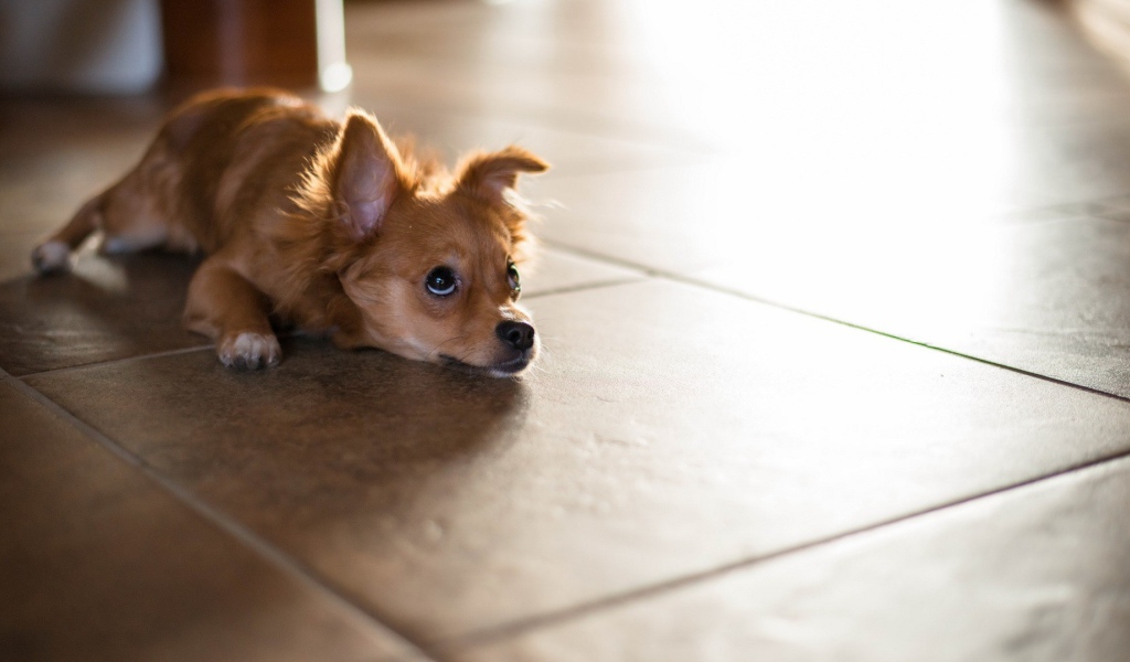 Маленькая собака лежит на полу