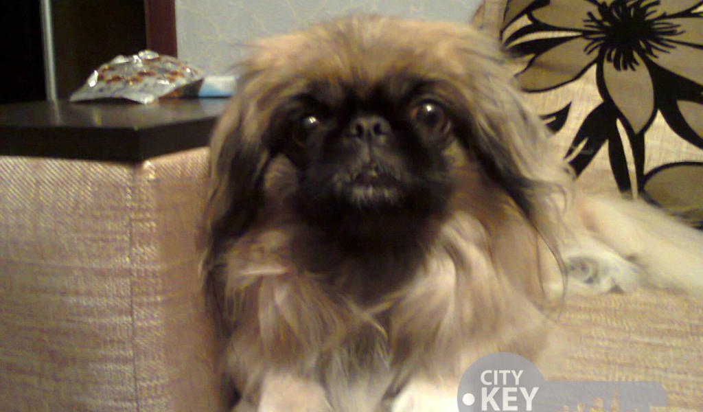 Маленький друг человека пекинес