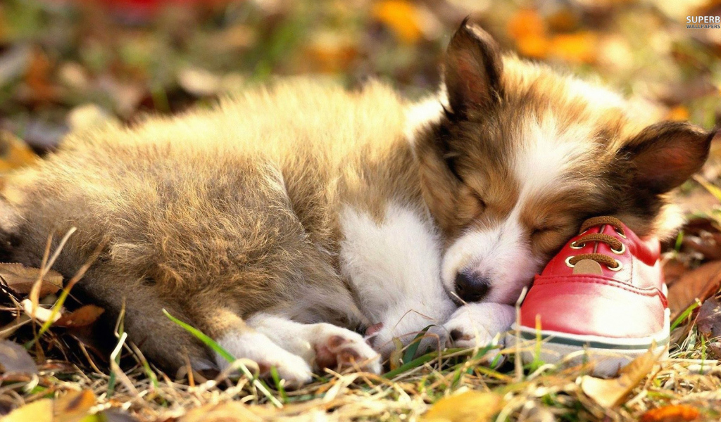Маленький вельш-корги спит на ботинке