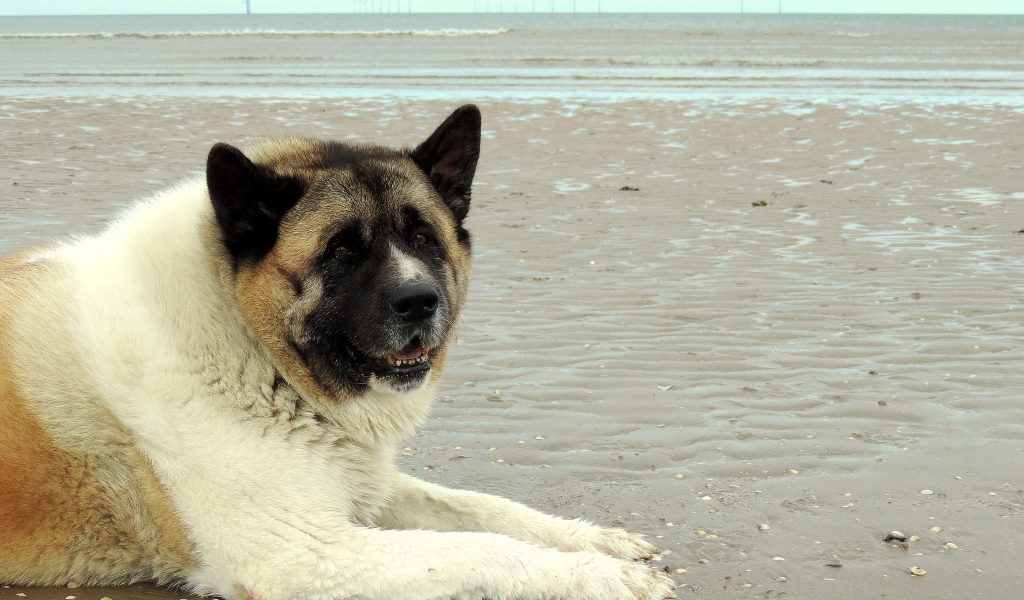 Улыбка американской акиты