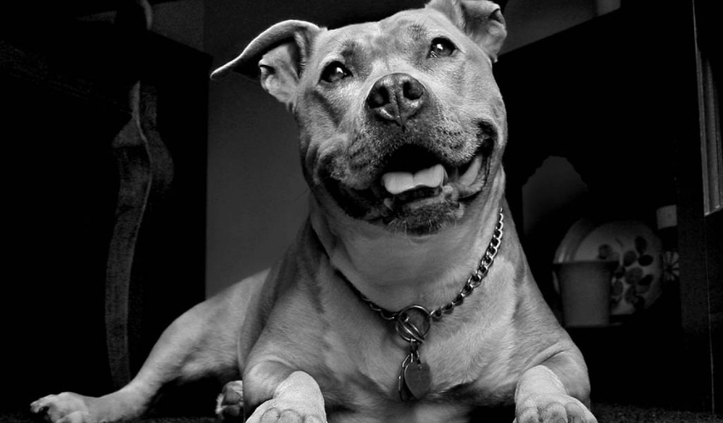 Улыбчивый пес питбуль