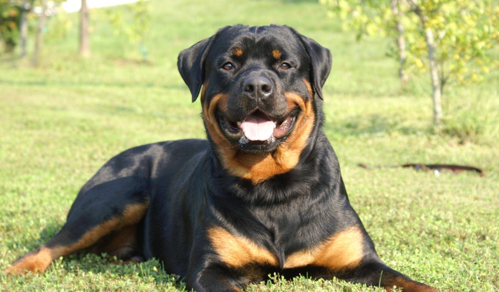 Улыбающийся пес ротвейлер