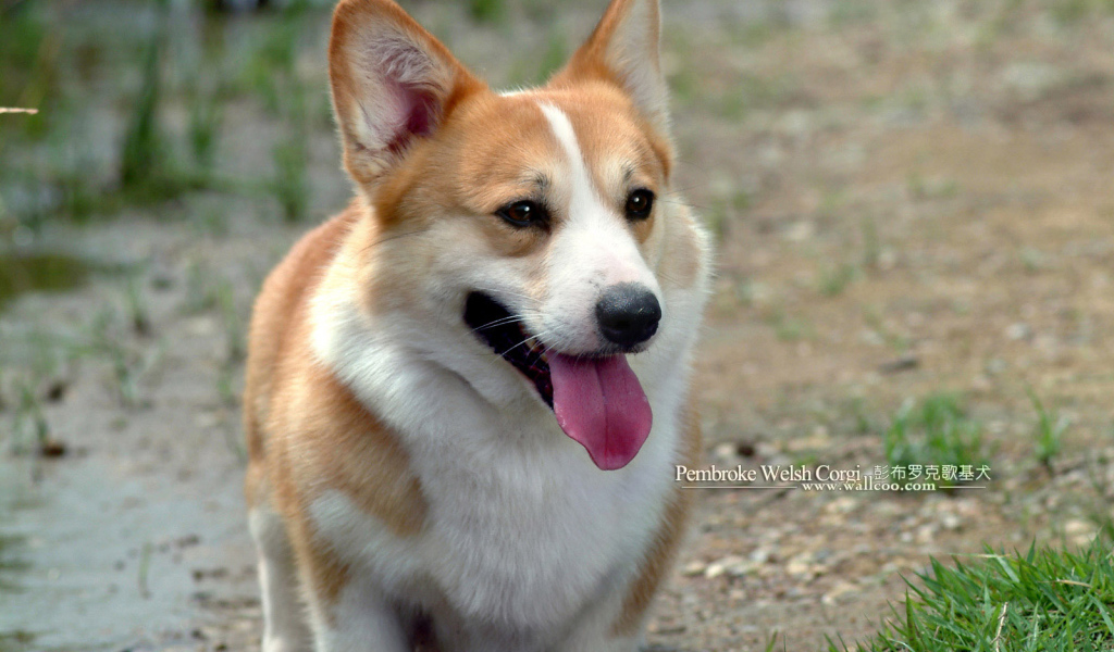 Улыбающийся пес вельш-корги