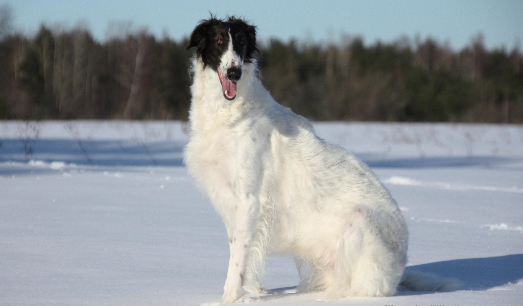 Улыбчивая борзая собака