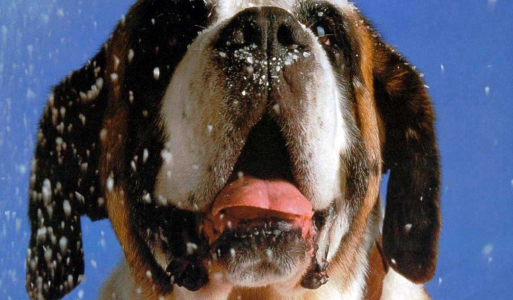 Снег на морде сенбернара