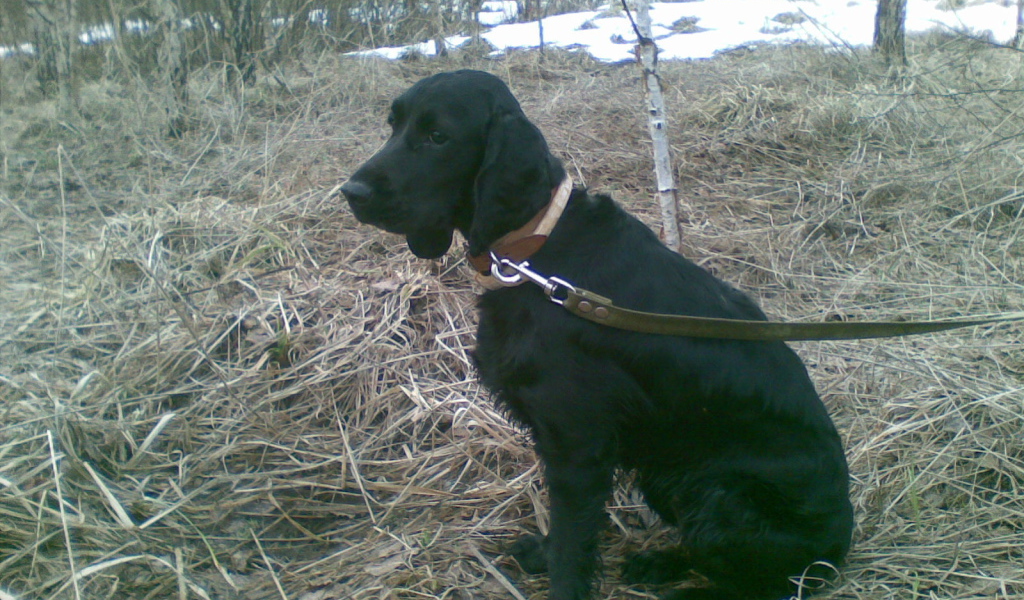 Собака спаниель в весеннем лесу