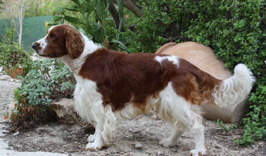 Собака спаниель в саду