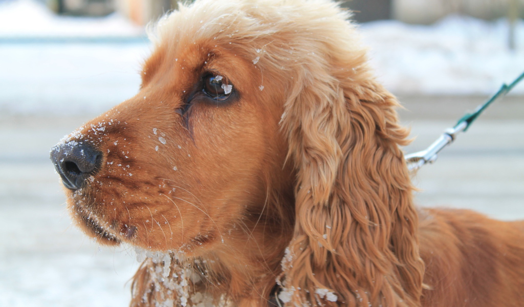 Собака спаниель в снегу