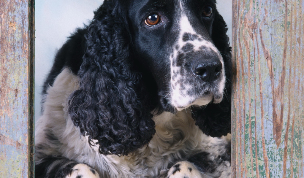 Пес спаниэль смотрит в окно